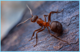 Избавляемся от муравьев в доме: разбор эффективных и недорогих средств - фото