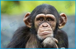 Оспа обезьян: симптомы, способы передачи, профилактика - фото