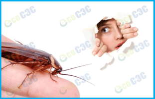 Почему тараканы белые - фото