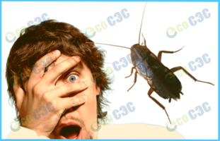 Как быстро размножаются тараканы - фото