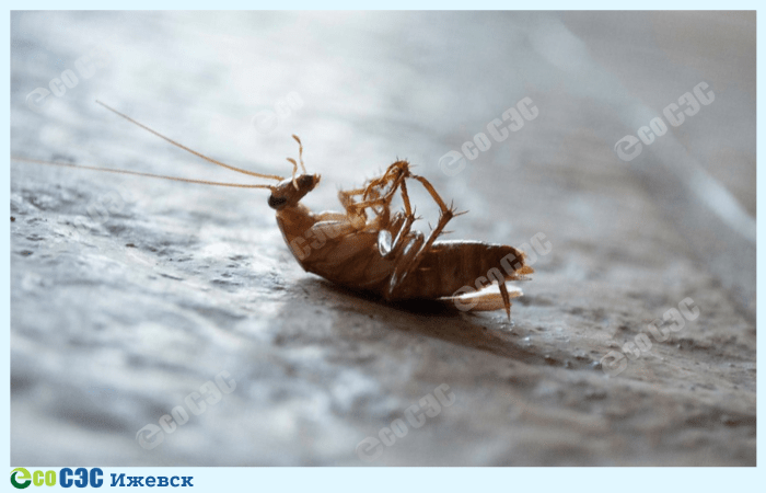Фото уничтожение таракана