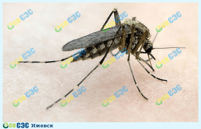 Фото-дезинсекция от комаров