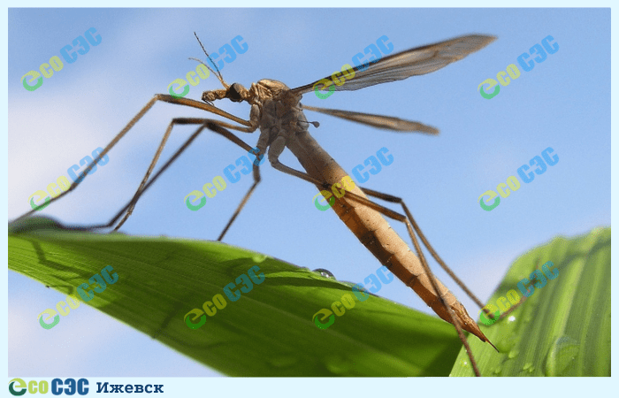Фото-малярийный комар