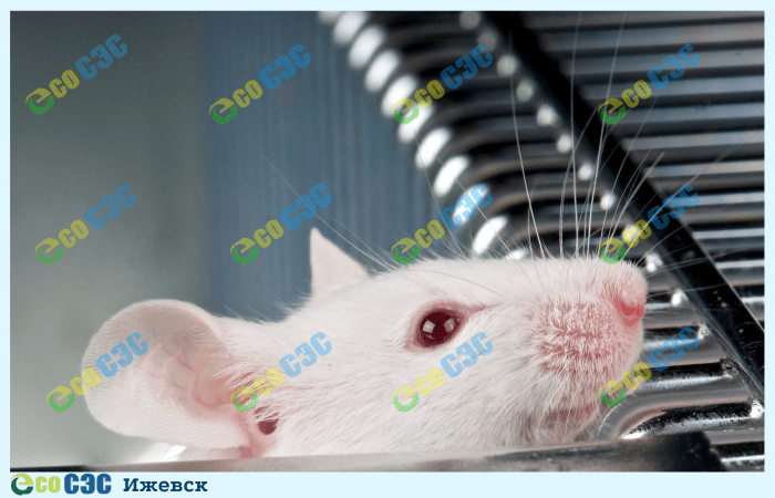 Фото-обработка от мышей