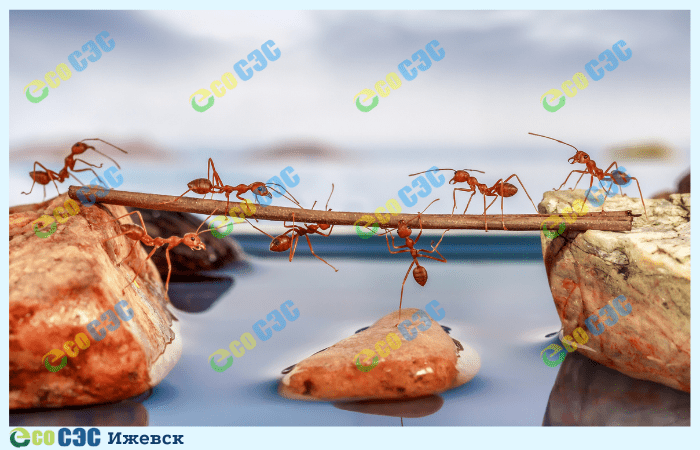 Фото-рыжие муравьи