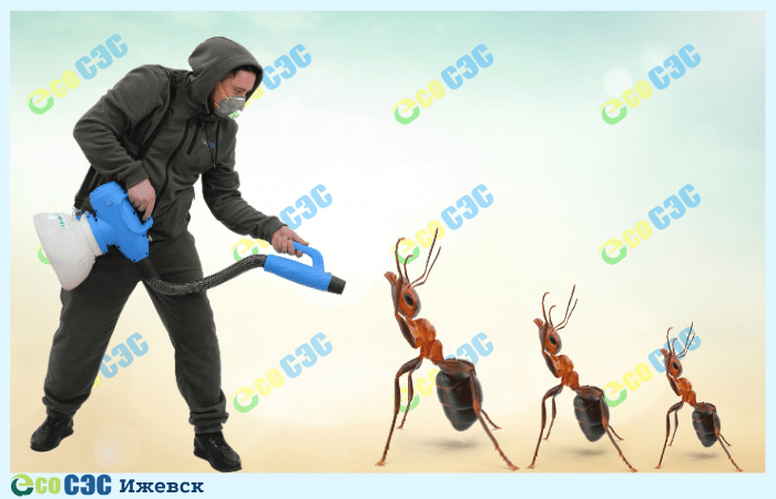 Фото-уничтожение муравьев