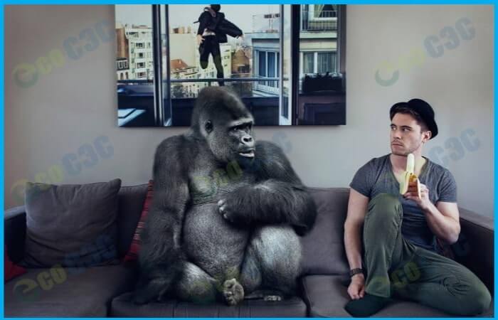 Фото-обезьяна и человек