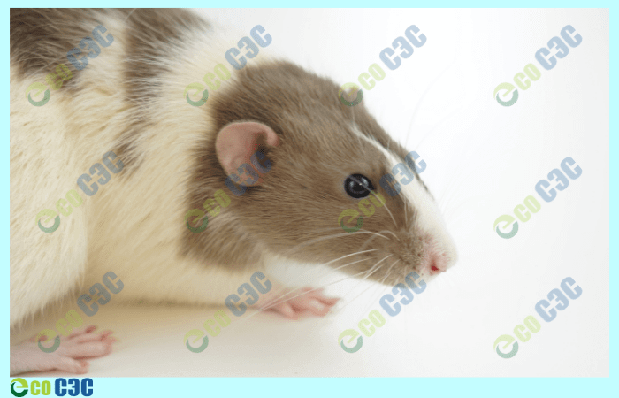 Фото-крыса в квартире