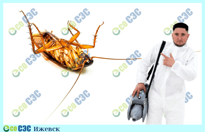 Фото-дезинфекция от тараканов