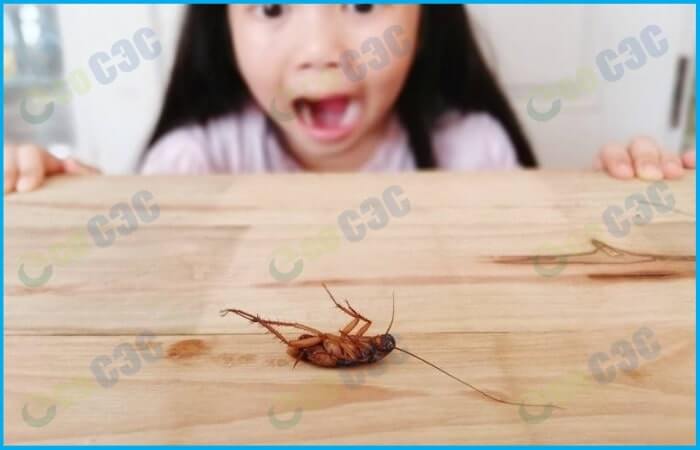 Фото-насекомые в доме